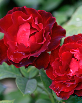 33. Роза "Heinz Winkler (Хайнц Винклер)"гр.чайно-гибридные, красная, высота 0,9-1,2м