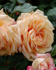 6. Роза "Barock"гр. шраб,клаймбер.цвет Абрикосовый