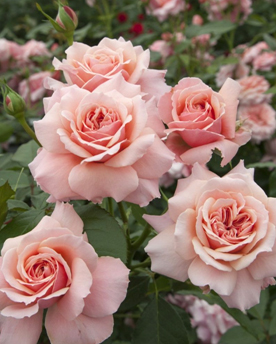 46. Роза "Botticelli " гр.Флорибунда, теплый розовый,высота 0,7-0,8м