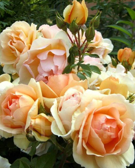 40. Роза "Hansestadt Rostock" гр.Флорибунда,янтарно-абрикосовый, высота 0,6-0,8м