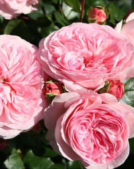 56. Роза "Mariatheresia"гр.Флорибунда,нежно-розовый, высота 0,6-0,7м