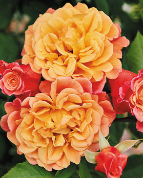 60. Роза " Aloha Hawaii" гр.шраб,клаймбер, абрикосово-розовые