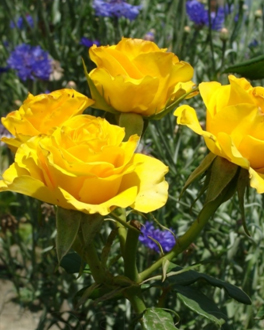 17. Роза "Kerio" гр. чайно-гибридные,желтая,высота 0,6-0,7м