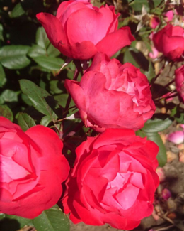 83.  Роза "Cherry Bonica" флориб, красный, 50-70см