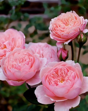 42. Роза "The Alnwick Rose" гр.Английские,нежно-розовый,высота 1-1,2м