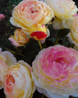 45. Роза "Розаман Жанон" шраб желтый с розов.