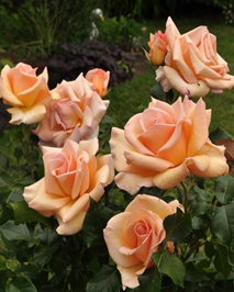 12. Роза "Cheshire Regiment" гр.Чайно-гибрид.,абрикосово-лососевый, высота 0,9-1,2м