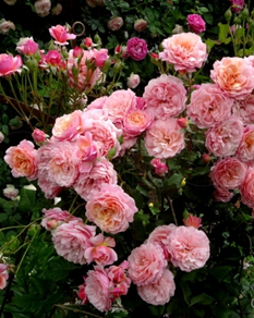 49. Роза "Prix P.J. Redoute" гр.Шрабы,абрикосово-розовый,высота 0,8-1м