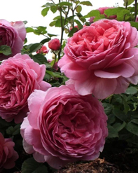 59. Роза "Princess Alexandra of Kent" гр.Английские,насыщенно-розовый,,высота 0,9-1м