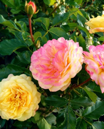 29. Роза "Lampion" гр.флорибунда,высота 0,7-0,9м,цв. двухцветные  желто-красные