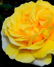 63. Роза "Michelangelo" гр. чайно-гиб., желтая, высота 1-1,5м