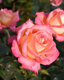 13. Роза "Ди Вельт" ч/г желтая с роз.