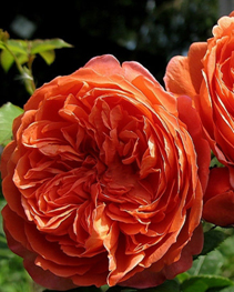 7.Роза "Summer Song"гр. Английские,ярко-оранжевый