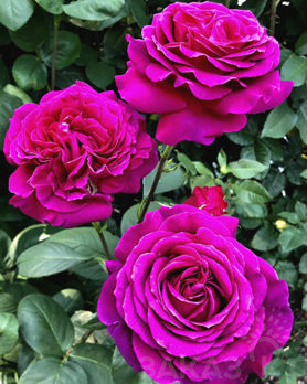 57. Роза "Big Purple"гр. Чайно-гибрид.,пурпурный,высота 1,2-1,75м