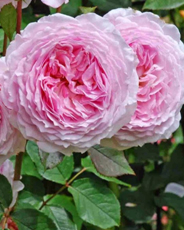 8. Роза " James Galway"гр.английские, кустовые, розовая