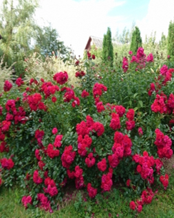 69. Роза "Hello"гр.почвопокровная,красная, непрерывноцветущая