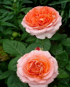 73. Роза "Pink Piano" спрей, ярко-розовый, 60-80 см