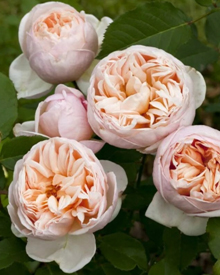 16. Роза "Belle Romantica"гр.чайно-гибридные,персиковая,высота 0,6-0,8м