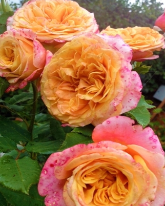 1. Роза "La Villa Cotta" Шраб,Окрас медно-жел. с кремово-роз. и персик. оттенок