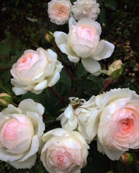 55. Роза "Stephanie Baronin zu Guttenberg" гр.флорибунда,белый, кремовый,высота 0,6-0,7м