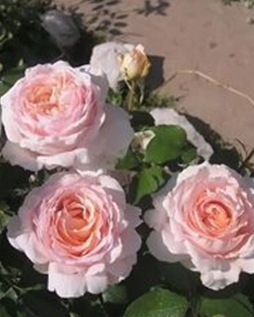 86. Роза "Andr le Notre" Ч/Г , нежно-розовый, 90-110см