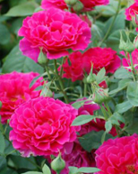 79. Роза "Souvenir d*Edouard Maubert" шраб, розов, 1-1,2м