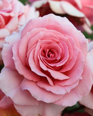 14.  Роза "Poesie", флориб,розов,60-80см