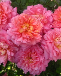 78. Роза "Christopher Marlo" гр. Английские(Остинка),оранжево-розовая