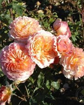 84.  Роза "Andre Turcat" шраб,абрик-оранж,120-150см