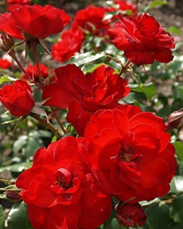 25. Роза "La Sevillana" гр.Флорибунда,красно-оранжевый,высота 1-1,5м