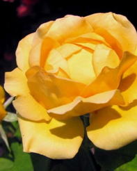 4. Роза "You Are My Sunshine"гр. Чайно-гиб.ярко-жёлтый,Высота:80-90 см