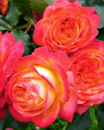 19. Роза "Midsummer" флориб, розов внутри желт,80-100см