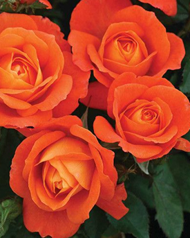 62. Роза "Super Trouper" гр. Флорибунда,медно-оранж.