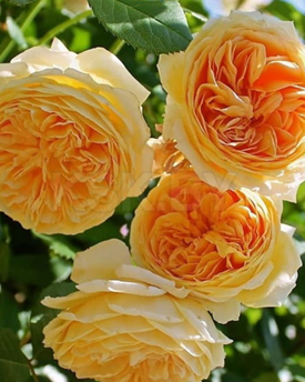 32. Роза "Teasing Georgia" гр.Английские(Остинка), желтый,высота 1-1,2м