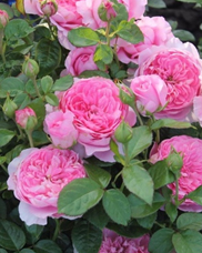 26. Роза "Chantal Merieux" шраб, насыщ. роз., 80-150см