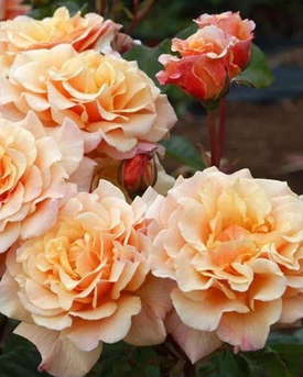 18. Роза "Caramella" гр.шрабы, янтарно-желтый, высота от 1,2м