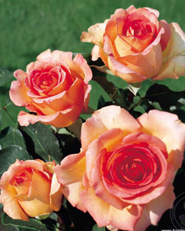 47. Роза "Fantasia Mondiale" гр. чайно-гиб., лососевый, высота 0,7-0,8м