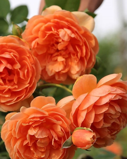 3. Роза "Pat Austin" гр. Английские,медно-оранжевый,высота 0,9м