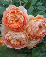 65. Роза "Lady of Shalott" гр. Английские(Остинка),лососевый с золотистой изнанкой, высота 1-1,2м