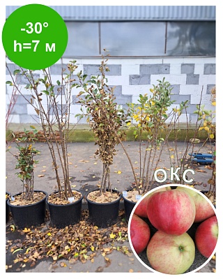 Яблоня "Афродита" ОКС зрелость 15-20 сен. Хранение до дек.