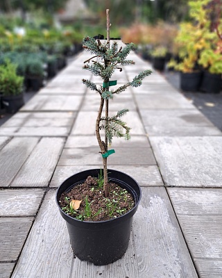 Ель сербская "Фронлейтен" (Frohnleiten) С5 Ра 30-40