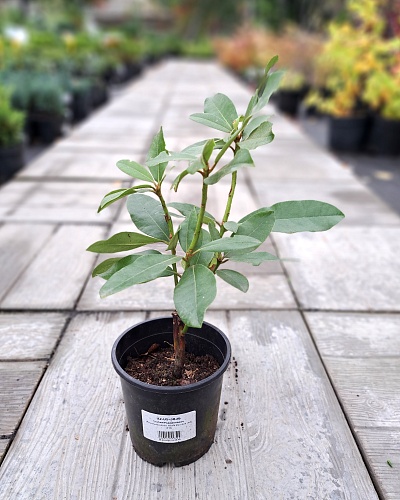 Рододендрон/азалия "Нова Зембла" (Nova Zembla) 