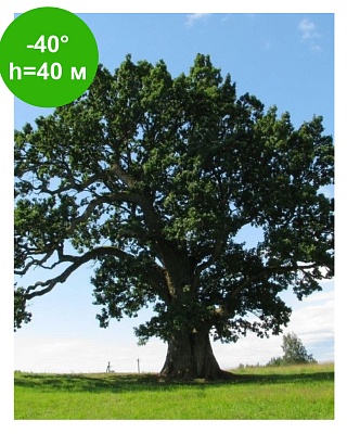 Дуб черешчатый (Quercus robur) C3