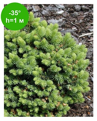 Пихта субальпийская Грин Глоб (Abies lasiocarpa Green Globe) С3 Ра 40-50