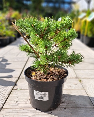 Сосна мелкоцветковая "Баунти" (Bunty) C3