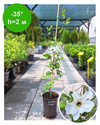 Клематис Clematis Ninon Evipo052 Boulevard РБ