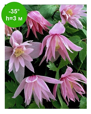 Клематис Княжик Markham`s Pink