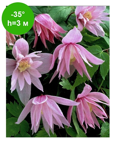 Клематис Княжик Markham`s Pink 
