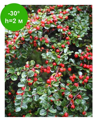 Кизильник остролистный (Cotoneaster acutifolius) C2