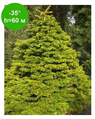 Пихта нордмана  ауреа (Abies nordmanniana Aurea) Р14